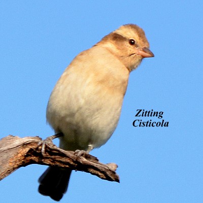 Zitting Cisticola